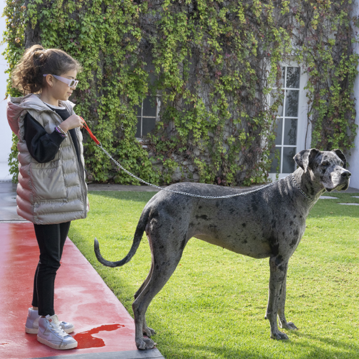 Cadena para perro 1.20 metros