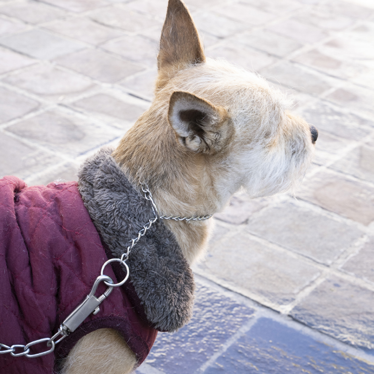 Cadena para perro 1.20 metros